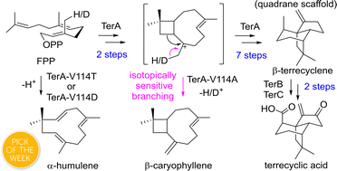 Graphical abstract: β-Terrecyclene synthase constructs the quadrane backbone in terrecyclic acid biosynthesis