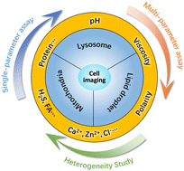 Graphical abstract: Fluorescent probes for lysosomes, mitochondria, and lipid droplets: precision design, dynamic microenvironment monitoring, and heterogeneity exploration