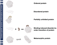 Graphical abstract: Conditional disorder in proteins: functional transitions between order and disorder