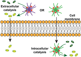 Graphical abstract: Controlled intra- and extracellular localization of bioorthogonal polymeric nanozymes