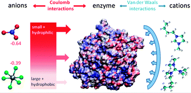 Graphical abstract: On the different roles of anions and cations in the solvation of enzymes in ionic liquids