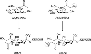 Graphical abstract: Efficient metabolic oligosaccharide engineering of glycoproteins by UDP-N-acetylglucosamine 2-epimerase/N-acetylmannosamine kinase (GNE) knock-down