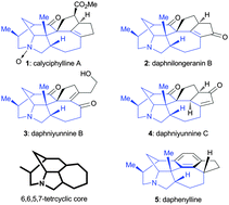 Graphical abstract: Synthesis of the 6,6,5,7-tetracyclic core of daphnilongeranin B