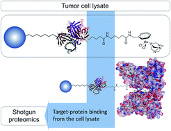 Graphical abstract: Target profiling of an antimetastatic RAPTA agent by chemical proteomics: relevance to the mode of action