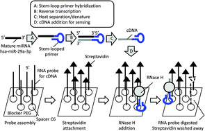 Graphical abstract: A non-PCR SPR platform using RNase H to detect MicroRNA 29a-3p from throat swabs of human subjects with influenza A virus H1N1 infection