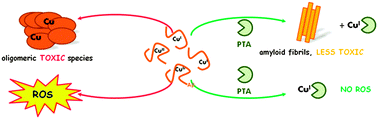 Graphical abstract: Copper(i) targeting in the Alzheimer's disease context: a first example using the biocompatible PTA ligand