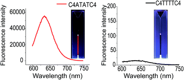 Graphical abstract: Effects of the i-motif DNA loop on the fluorescence of silver nanoclusters