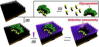 Graphical abstract: Selective glycoprotein detection through covalent templating and allosteric click-imprinting