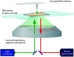 Graphical abstract: Towards a correlative approach for characterising single virus particles by transmission electron microscopy and nanoscale Raman spectroscopy