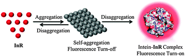 Graphical abstract: Development of a disaggregation-induced emission probe for the detection of RecA inteins from Mycobacterium tuberculosis