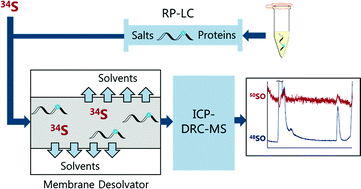 Graphical abstract: Quantification of pharmaceutical peptides in human plasma by LC-ICP-MS sulfur detection