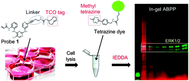 Graphical abstract: In-gel activity-based protein profiling of a clickable covalent ERK1/2 inhibitor