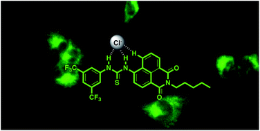 Graphical abstract: Fluorescent transmembrane anion transporters: shedding light on anionophoric activity in cells