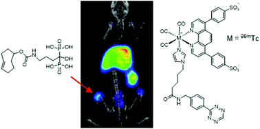 Graphical abstract: Preparation of tetrazine-containing [2 + 1] complexes of 99mTc and in vivo targeting using bioorthogonal inverse electron demand Diels–Alder chemistry