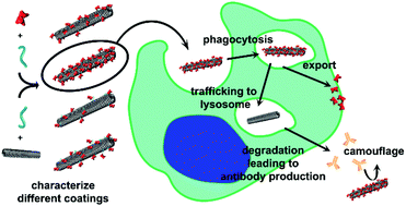 Graphical abstract: The in vivo fates of plant viral nanoparticles camouflaged using self-proteins: overcoming immune recognition