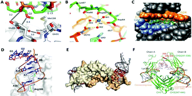 Graphical abstract: Investigations on the interface of nucleic acid aptamers and binding targets