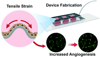 Graphical abstract: Novel devices for studying acute and chronic mechanical stress in retinal pigment epithelial cells