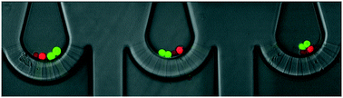 Graphical abstract: Formation of precisely composed cancer cell clusters using a cell assembly generator (CAGE) for studying paracrine signaling at single-cell resolution