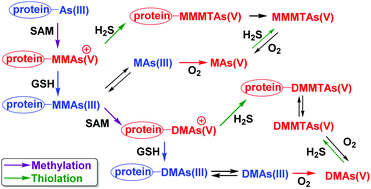 Graphical abstract: Thiolation in arsenic metabolism: a chemical perspective