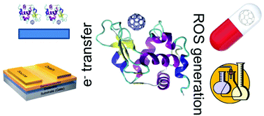 Graphical abstract: Proteins as supramolecular hosts for C60: a true solution of C60 in water