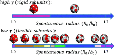 Graphical abstract: The equilibrium structure of self-assembled protein nano-cages