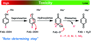 Graphical abstract: Oxidative dehalogenation and denitration by a flavin-dependent monooxygenase is controlled by substrate deprotonation