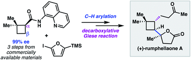 Graphical abstract: A modular approach to prepare enantioenriched cyclobutanes: synthesis of (+)-rumphellaone A