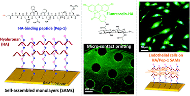 Graphical abstract: Mimicking the endothelial glycocalyx through the supramolecular presentation of hyaluronan on patterned surfaces