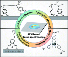 Graphical abstract: The molecular mechanisms underlying mussel adhesion