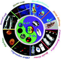 Graphical abstract: Recent advances in carbon dots for bioimaging applications