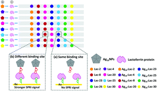 Graphical abstract: The discovery of lactoferrin dual aptamers through surface plasmon resonance imaging combined with a bioinformation analysis