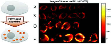 Graphical abstract: Label-free Raman mapping of saturated and unsaturated fatty acid uptake, storage, and return toward baseline levels in macrophages