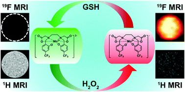 Graphical abstract: Reversible redox-responsive 1H/19F MRI molecular probes