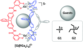 Graphical abstract: Triple-stranded triptycene-based metallo-supramolecular helicate displaying efficient encapsulation of bulky guest molecules