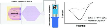 Graphical abstract: An integrated microfluidic electrochemical assay for cervical cancer detection at point-of-care testing