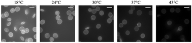 Graphical abstract: Molecular rotors as intracellular probes of red blood cell stiffness