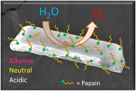 Graphical abstract: Green synthesis of hybrid papain/Ni3(PO4)2 rods electrocatalyst for enhanced oxygen evolution reaction