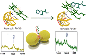 Graphical abstract: Molecular states and spin crossover of hemin studied by DNA origami enabled single-molecule surface-enhanced Raman scattering