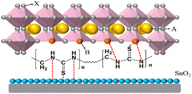 Graphical abstract: A thiourea resin polymer as a multifunctional modifier of the buried interface for efficient perovskite solar cells with reduced lead leakage