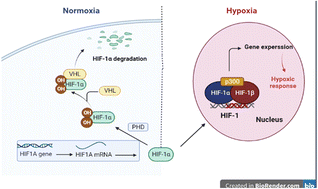 Graphical abstract: Smart biomaterials for enhancing cancer therapy by overcoming tumor hypoxia: a review