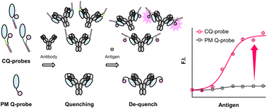 Graphical abstract: Efficient and rapid linker optimization with heterodimeric coiled coils improves the response of fluorescent biosensors comprising antibodies and protein M