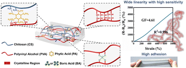 Graphical abstract: Highly adhesive chitosan/poly(vinyl alcohol) hydrogels via the synergy of phytic acid and boric acid and their application as highly sensitive and widely linear strain sensors