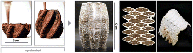 Graphical abstract: Robust myco-composites: a biocomposite platform for versatile hybrid-living materials