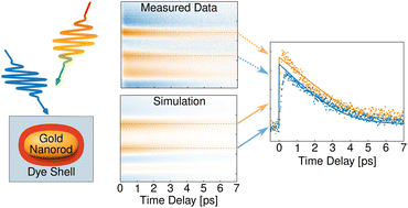 Graphical abstract: Ultrafast dynamics in plasmon–exciton core–shell systems: the role of heat