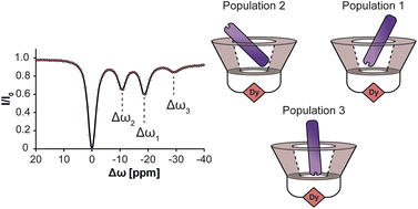 Graphical abstract: NMR exchange dynamics studies of metal-capped cyclodextrins reveal multiple populations of host–guest complexes in solution