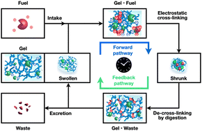 Graphical abstract: Engineering metabolic cycle-inspired hydrogels with enzyme-fueled programmable transient volume changes