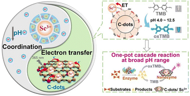 Graphical abstract: Light-activated carbon dot nanozyme with scandium for a highly efficient and pH-universal bio-nanozyme cascade colorimetric assay