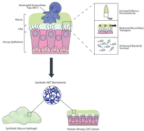 Graphical abstract: Engineering in vitro models of cystic fibrosis lung disease using neutrophil extracellular trap inspired biomaterials