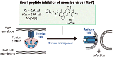 Graphical abstract: Discovery of potent measles virus fusion inhibitor peptides via structure-guided derivatization