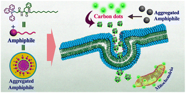 Graphical abstract: Rapid targeting and imaging of mitochondria via carbon dots using an amino acid-based amphiphile as a carrier